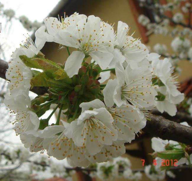 Name:  DSC08889.jpg
Views: 731
Size:  51.9 KB
