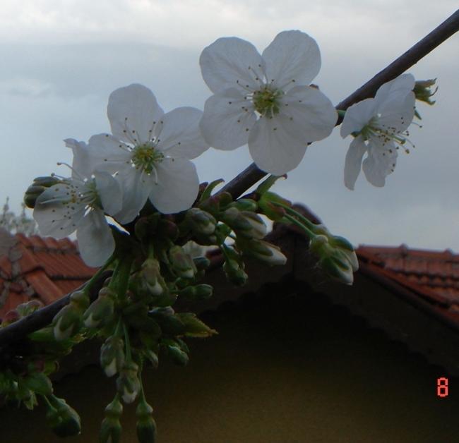 Name:  DSC09071.jpg
Views: 724
Size:  33.6 KB