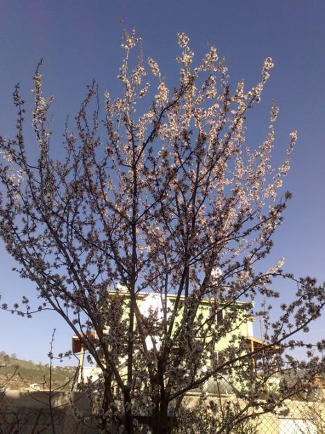 Name:  badem.jpg
Views: 878
Size:  71.9 KB