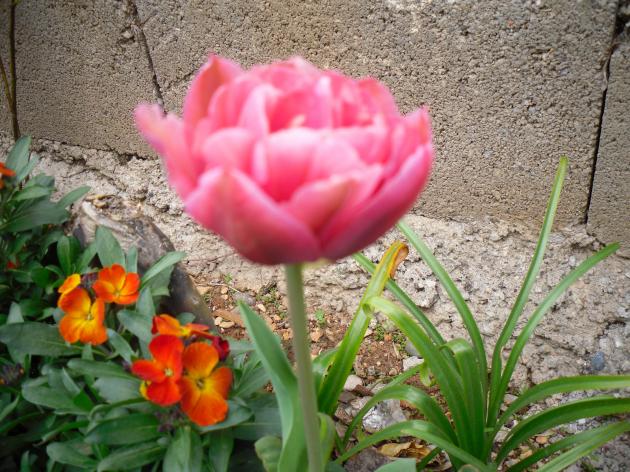 Name:  SDC13416 copy.jpg
Views: 649
Size:  70.3 KB