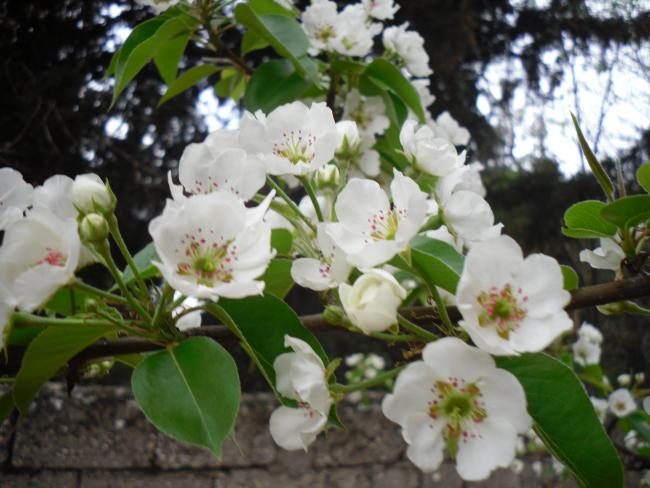 Name:  SDC13418 copy.jpg
Views: 679
Size:  49.2 KB