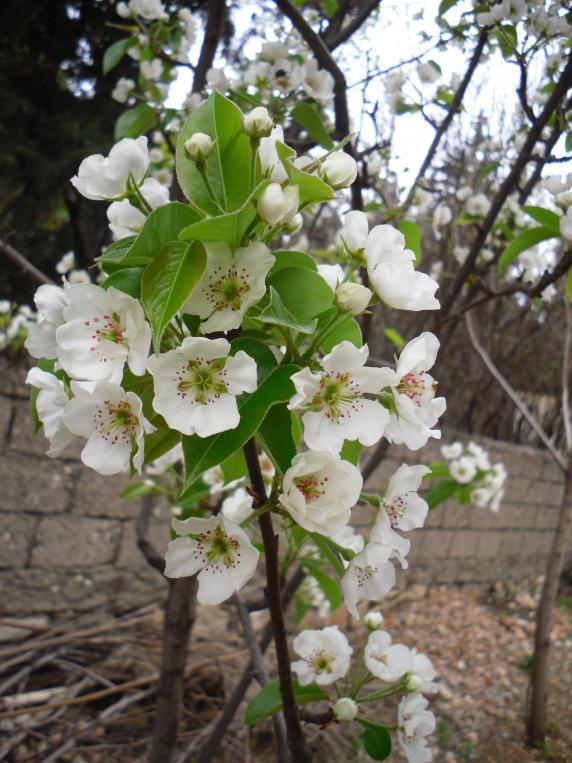 Name:  SDC13419 copy.jpg
Views: 668
Size:  75.1 KB