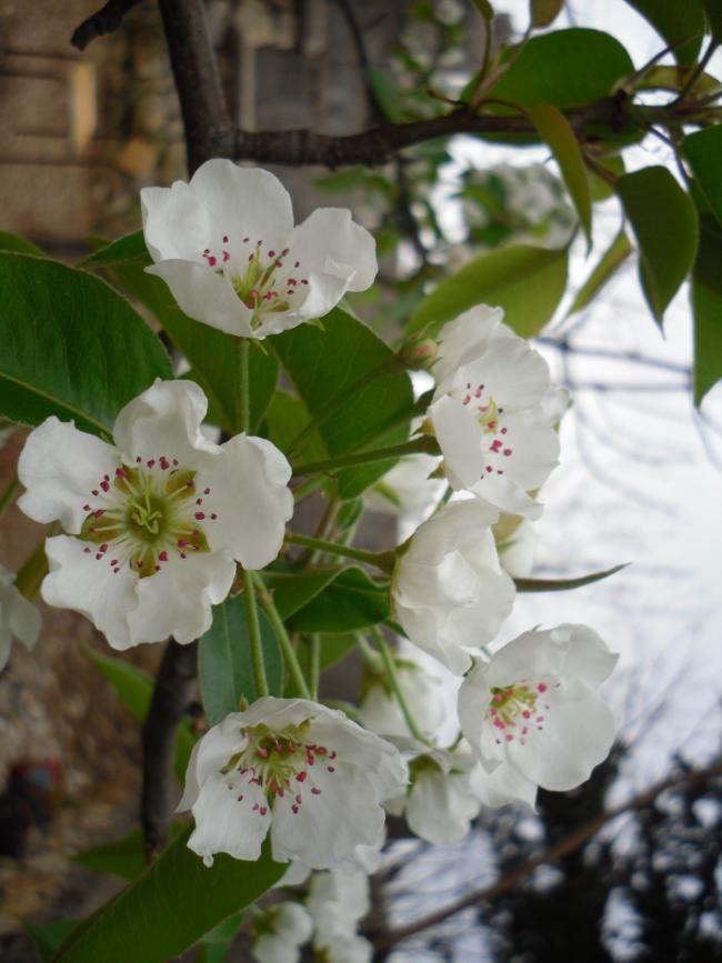 Name:  SDC13421 copy.jpg
Views: 695
Size:  60.1 KB