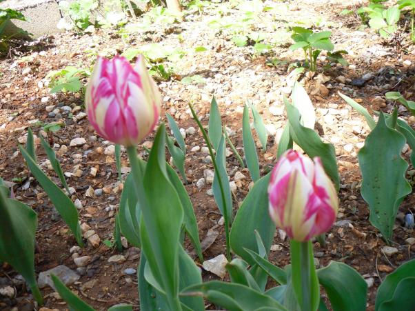 Name:  SDC13425 copy.jpg
Views: 682
Size:  71.4 KB