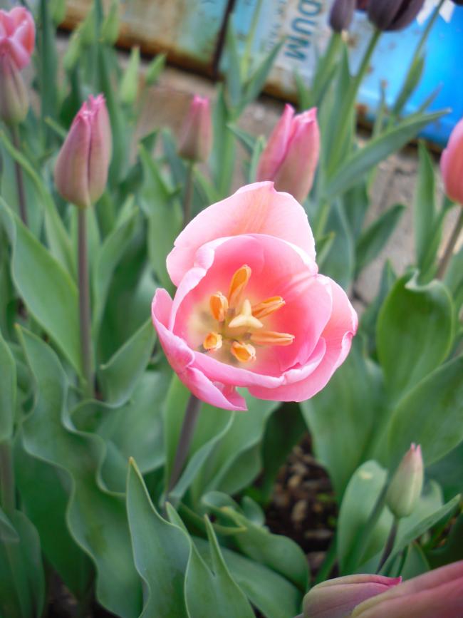 Name:  SDC13429 copy.jpg
Views: 637
Size:  55.0 KB