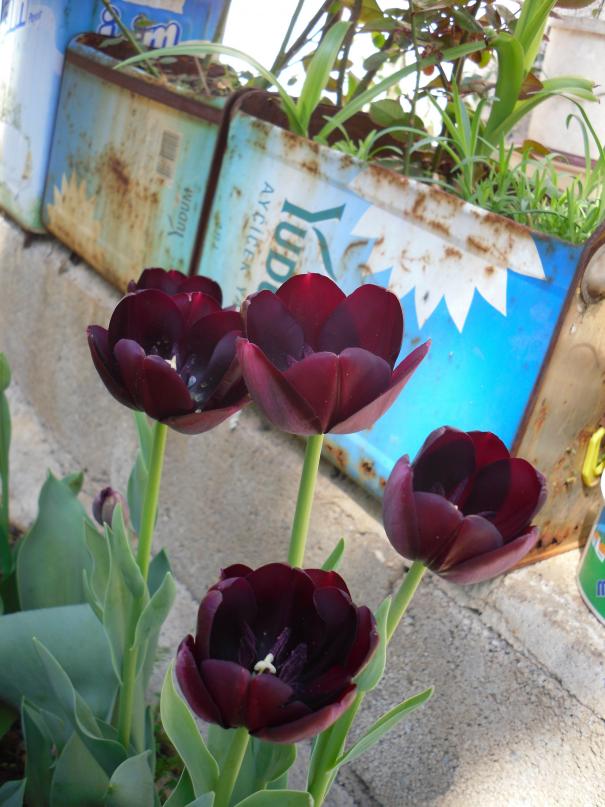 Name:  SDC13431 copy.jpg
Views: 668
Size:  72.4 KB