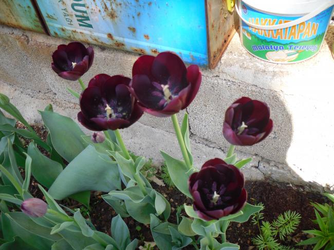 Name:  SDC13432 copy.jpg
Views: 797
Size:  59.6 KB