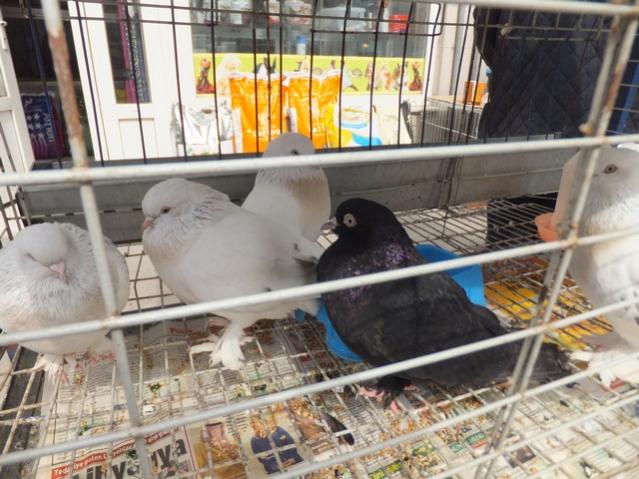 Name:  DSCF1031.jpg
Views: 417
Size:  57.2 KB