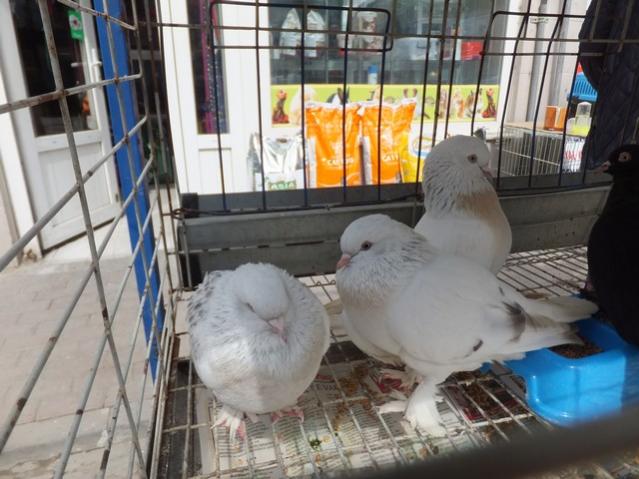 Name:  DSCF1032.jpg
Views: 446
Size:  51.0 KB