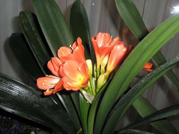 Name:  Kliva 2.jpg
Views: 4503
Size:  47.0 KB