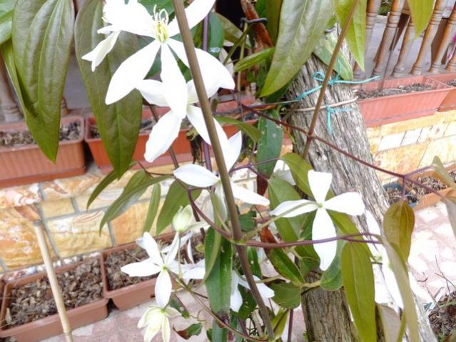 Name:  DSCF1048.jpg
Views: 606
Size:  62.2 KB