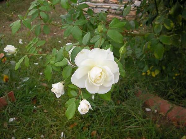 Name:  kabul edermi siniz kk.jpg
Views: 4169
Size:  46.4 KB