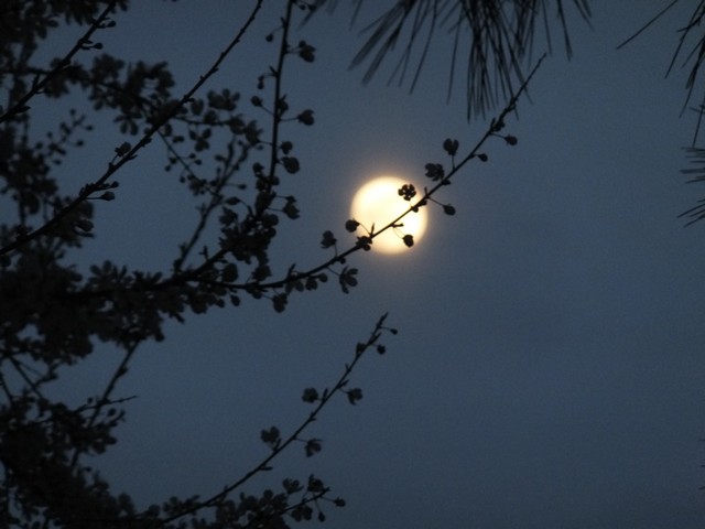 Name:  DSCF1054.jpg
Views: 643
Size:  57.6 KB