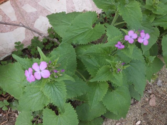 Name:  DSCF1100.jpg
Views: 730
Size:  47.5 KB