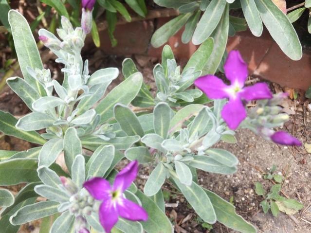 Name:  DSCF1127.jpg
Views: 561
Size:  57.5 KB