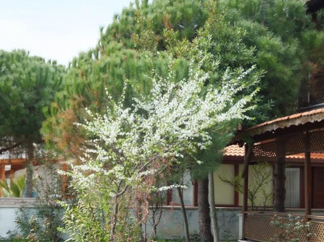 Name:  DSCF1139.jpg
Views: 538
Size:  65.1 KB