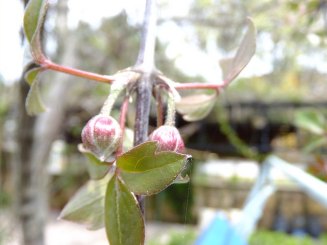 Name:  DSCF1146.jpg
Views: 592
Size:  64.1 KB