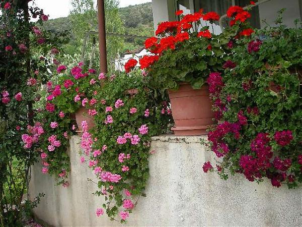 Name:  sardunya 2.jpg
Views: 6514
Size:  87.8 KB