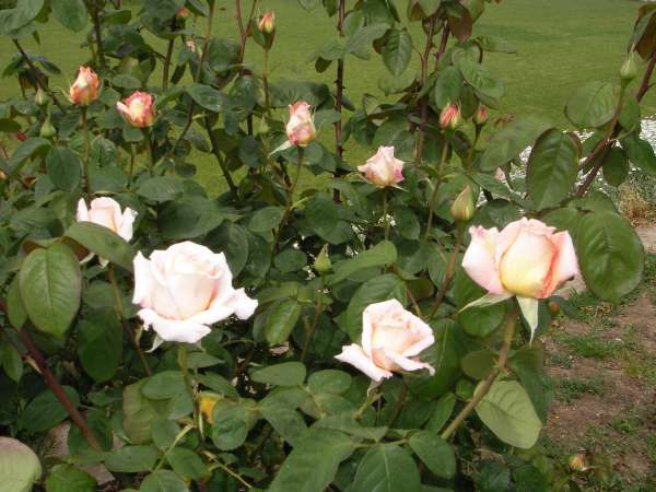 Name:  gl 1.jpg
Views: 3958
Size:  53.2 KB
