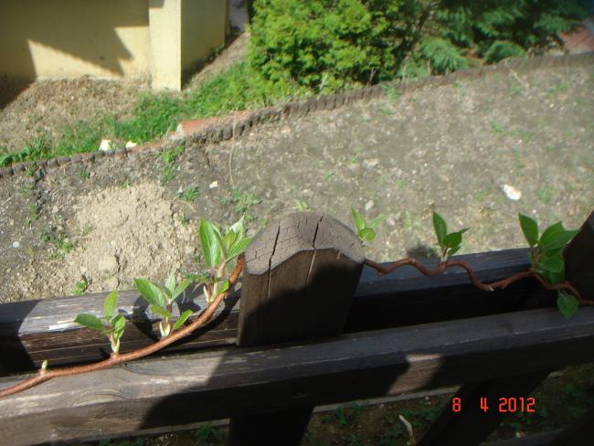 Name:  DSC09245.jpg
Views: 696
Size:  54.1 KB
