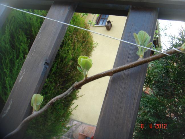 Name:  DSC09145.jpg
Views: 729
Size:  47.4 KB