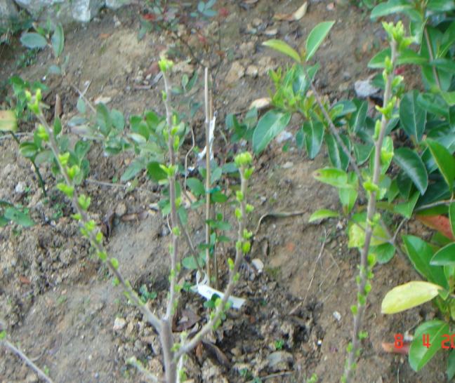 Name:  DSC09129.jpg
Views: 711
Size:  70.0 KB