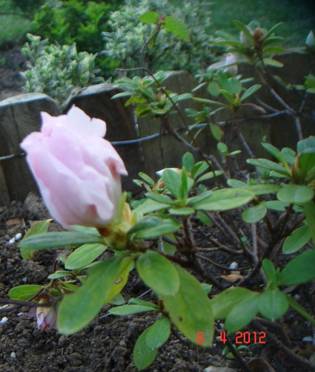 Name:  DSC09137.jpg
Views: 757
Size:  70.8 KB
