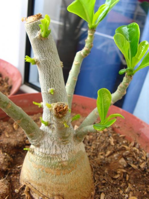 Name:  adenium.jpg
Views: 1133
Size:  52.9 KB
