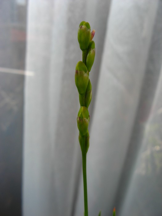 Name:  ixia.jpg
Views: 1174
Size:  37.7 KB