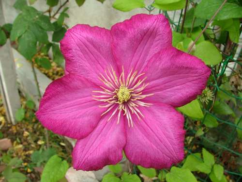 Name:  Climatis.JPG
Views: 4174
Size:  36.1 KB