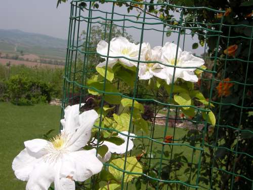 Name:  Climatis 1.jpg
Views: 4182
Size:  44.9 KB