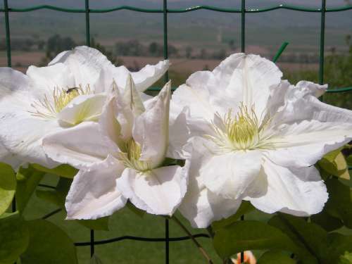 Name:  Climatis 2.jpg
Views: 4128
Size:  33.5 KB