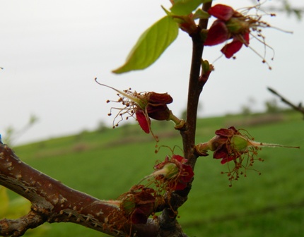 Name:  Resim 037.jpg
Views: 1094
Size:  53.8 KB
