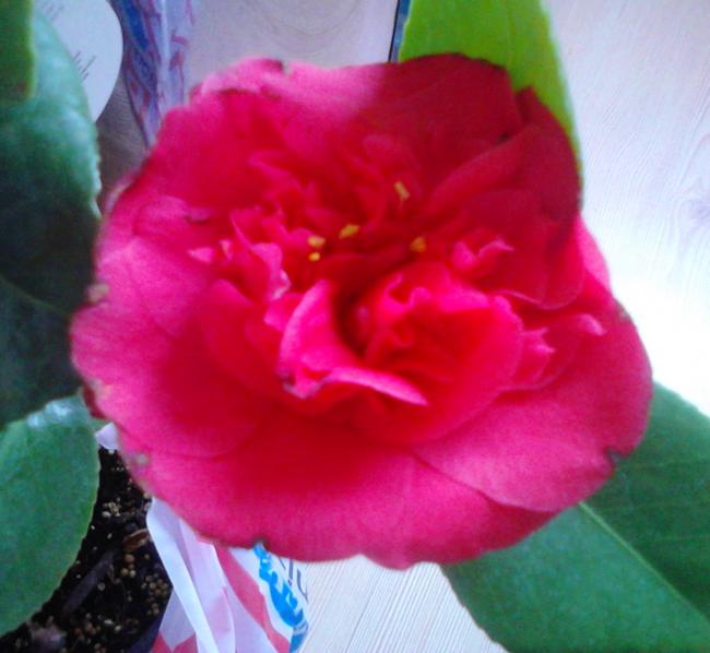 Name:  IMG_20120414_080803.jpg
Views: 695
Size:  40.6 KB