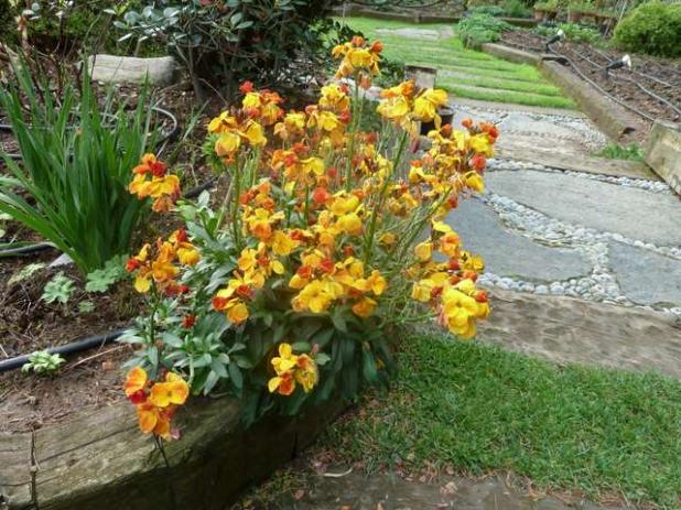 Name:  Bahe 15 Nisans 2012 057.jpg
Views: 1183
Size:  72.0 KB