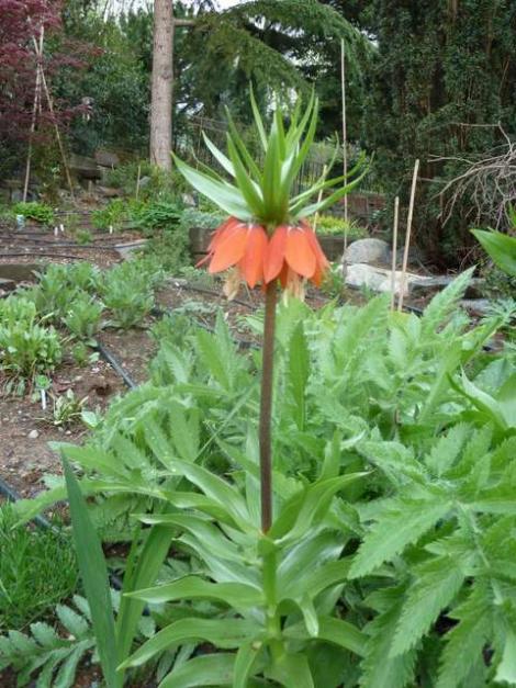 Name:  Bahe 15 Nisans 2012 040.jpg
Views: 988
Size:  64.7 KB