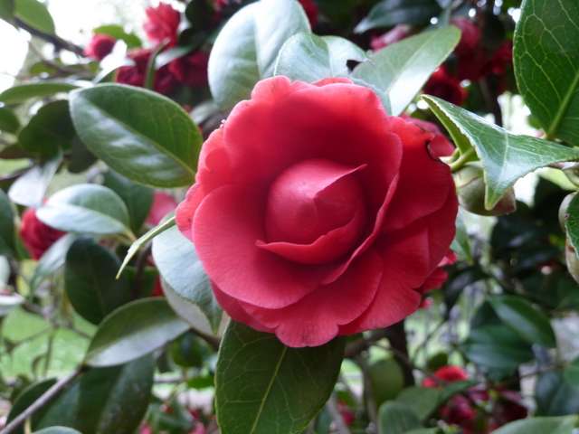 Name:  Bahe 15 Nisans 2012 044.JPG
Views: 991
Size:  45.4 KB