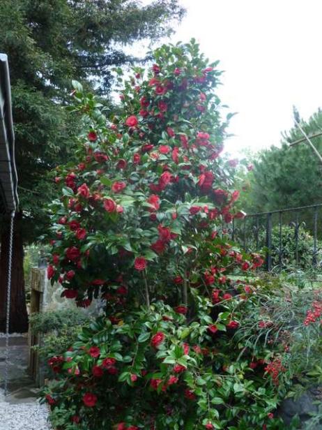 Name:  Bahe 15 Nisans 2012 045.jpg
Views: 1024
Size:  64.4 KB