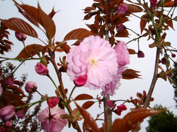 Name:  n.jpg
Views: 1259
Size:  52.1 KB