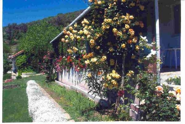 Name:  balkonun  sol tarafndaki sar.glleri.jpg
Views: 7446
Size:  57.2 KB