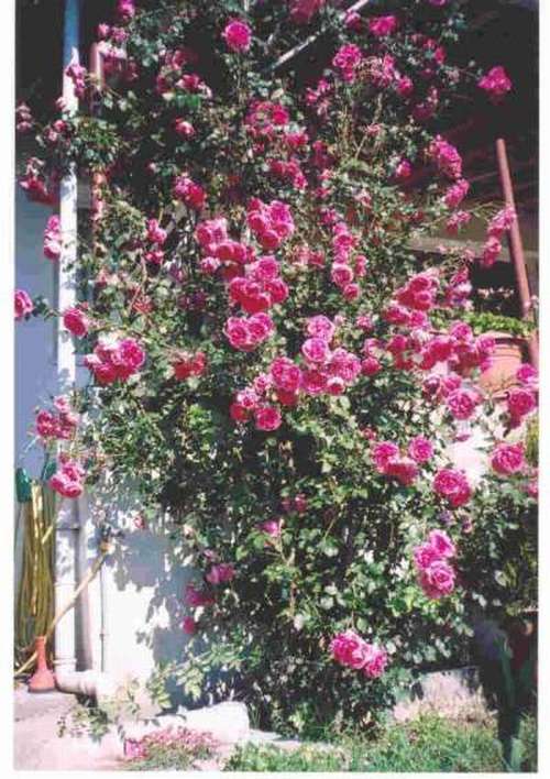 Name:  balkonun sa tarafndaki sarmak glleri.jpg
Views: 8854
Size:  66.6 KB