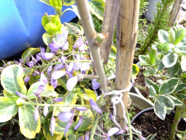Name:  DSCF0928.jpg
Views: 647
Size:  67.0 KB