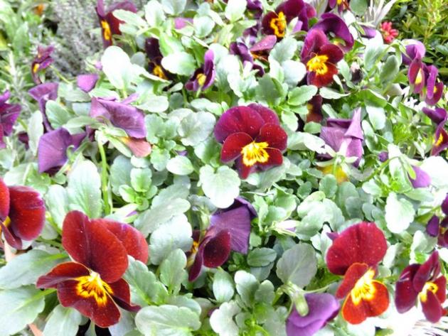 Name:  DSCF0929.jpg
Views: 647
Size:  70.9 KB