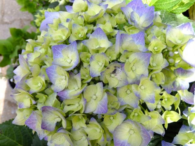 Name:  DSCF0942.jpg
Views: 605
Size:  53.3 KB
