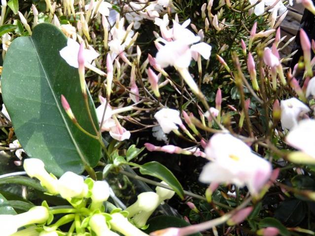Name:  DSCF0946.jpg
Views: 622
Size:  66.5 KB