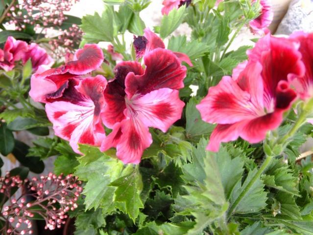 Name:  DSCF0951.jpg
Views: 1089
Size:  61.2 KB