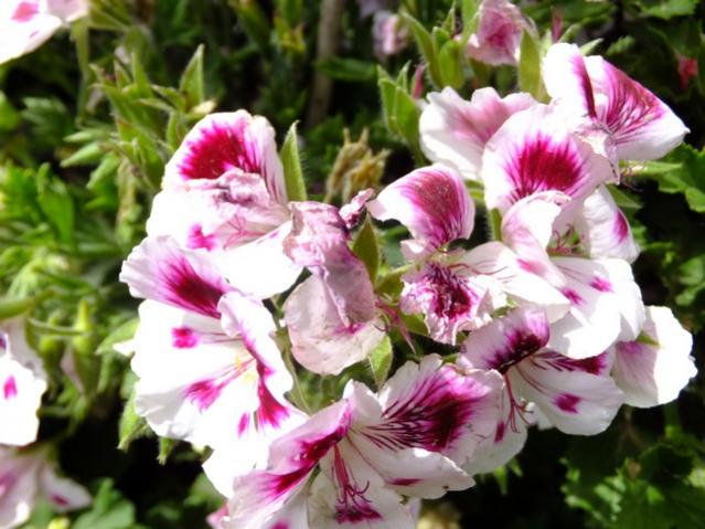 Name:  DSCF0954.jpg
Views: 665
Size:  53.0 KB