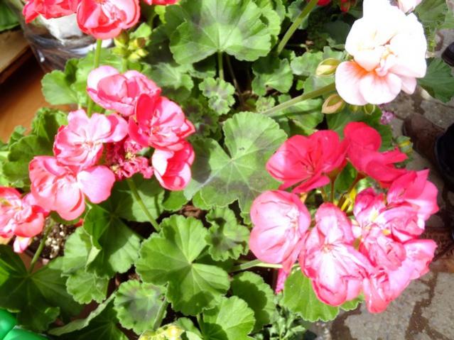 Name:  DSCF0956.jpg
Views: 705
Size:  60.0 KB