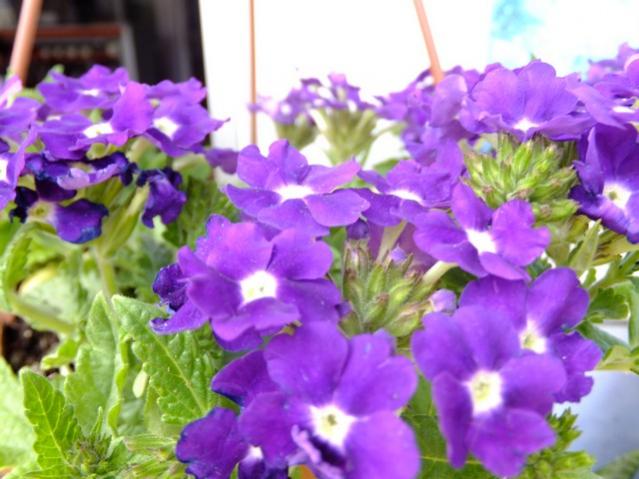 Name:  DSCF0957.jpg
Views: 627
Size:  48.1 KB