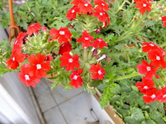 Name:  DSCF0959.jpg
Views: 641
Size:  52.7 KB